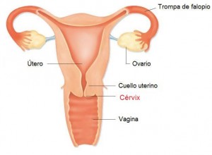 imagenes-del-aparato-reproductor-femenino-estructura